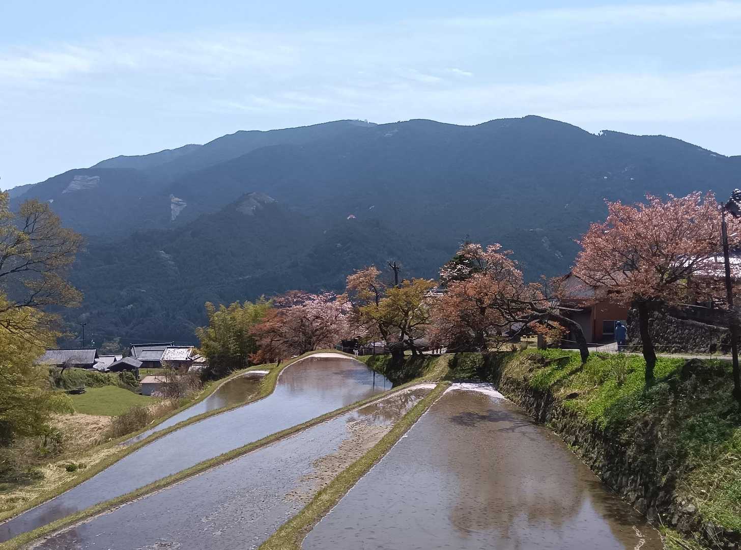 満開の時に見たかった🌸
まぁそれでも、あっちこっちから観光客が来てました✨