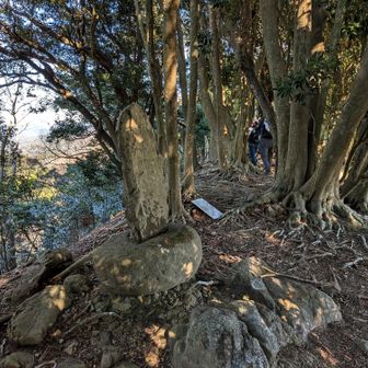 スイセンピーク。
水仙はありません💦
