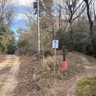 右行くと名もない小高いピーク。ここらで藪の中で獣の歩く音が聞こえた。これも🐈かな？