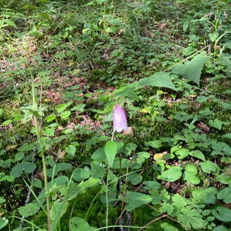 涼しいからか、駒ヶ岳で見たホタルブクロが！