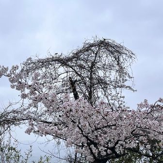 一番高い枝でウグイスが鳴いていた^o^