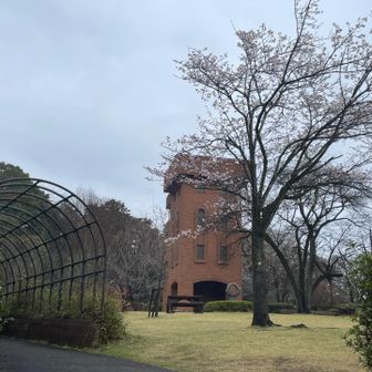 ルークな建物　桜も映えるね