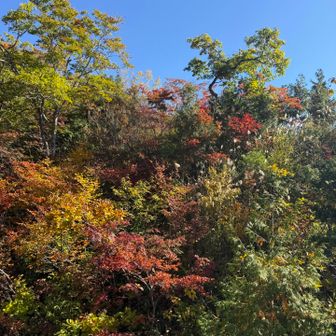 早い紅葉が見れて🍁また来月は地元で見よう