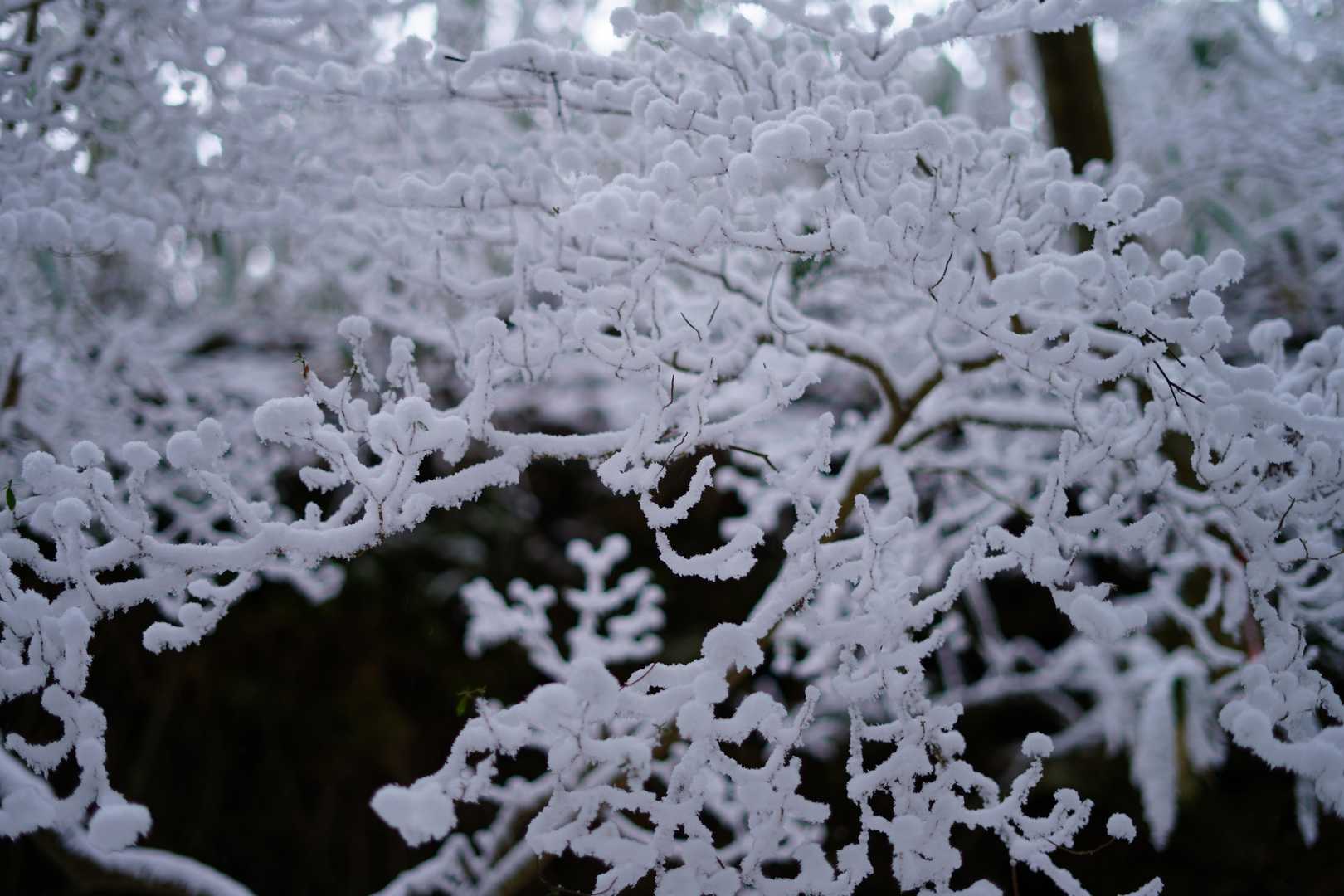 降りたての雪