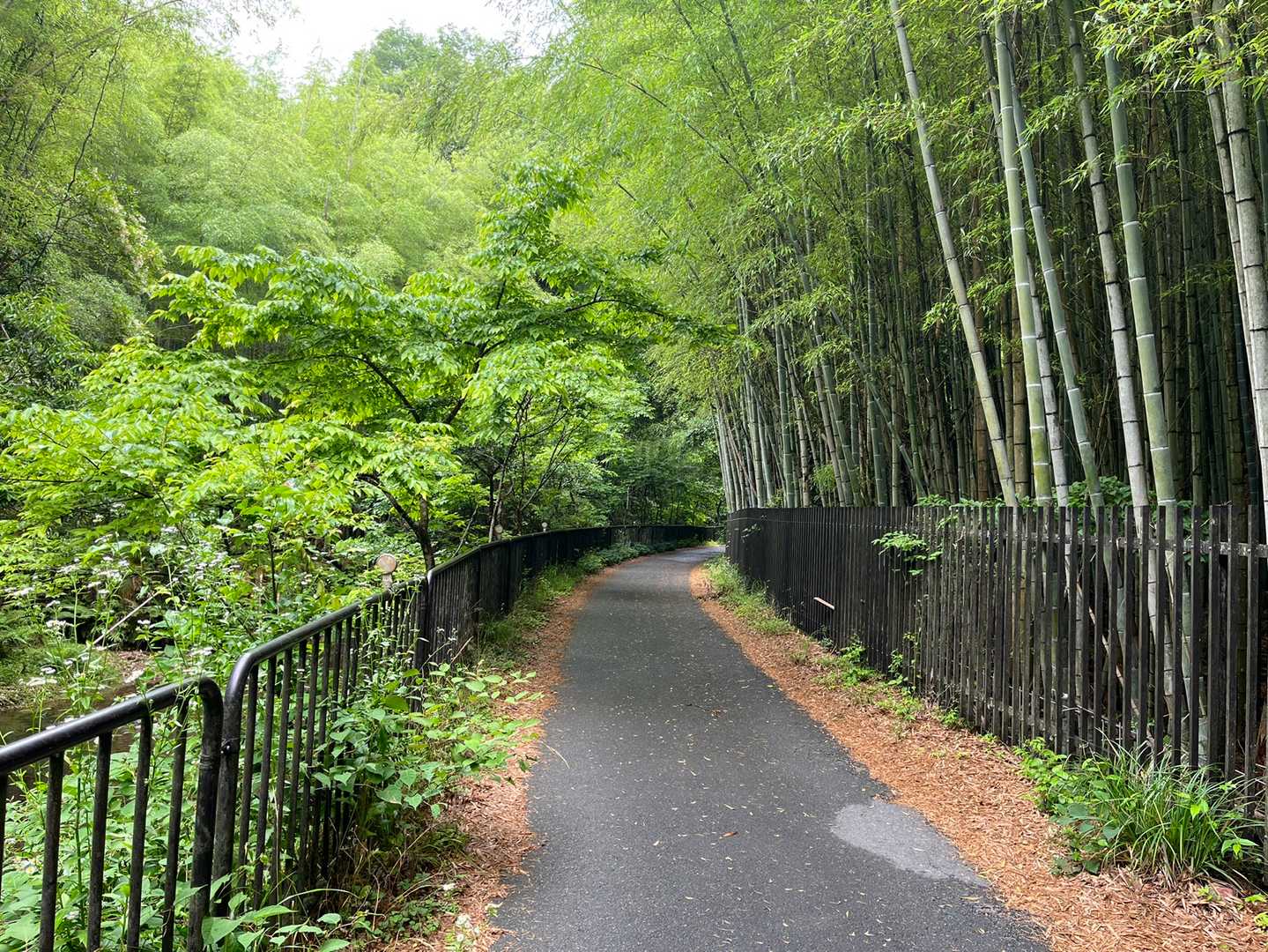 雨上がりで、森の匂いが増している。
怖くなってきたぞ。