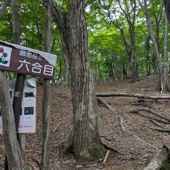 御池岳６合目到着
コグルミ谷登山道と合流地点