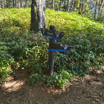 マセナギ
➡から簫(しょう)の笛山寄ってきてこれから上がるソロの方とスライド
眺望はないらしい誰も居ないって🗣

調べると『明確な登山道はなく尾根沿いに登る藪漕ぎに馴れた上級者向きの山である
「里の人の話ではスズタケを採りに入ると木枯らしに吹かれてヒューヒュー鳴る音からついたという」』　