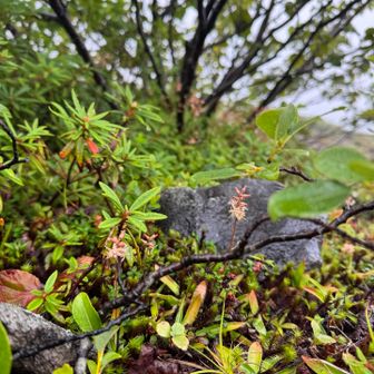 ノギラン咲いてます