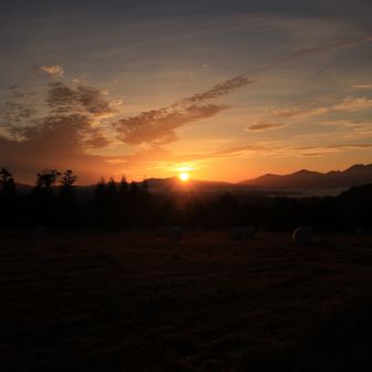 パインアイランド