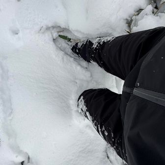 雪の深さは深いとこで膝下くらい。
熊笹薮が深いところで頭の位置くらい。
まぁそこまで歩きにくいわけではない。
実は結構楽しいです😀