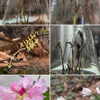 マヤラン。

冬眠中のカエル。

マヤラン。

シャクナゲ。

ユキワリイチゲ。