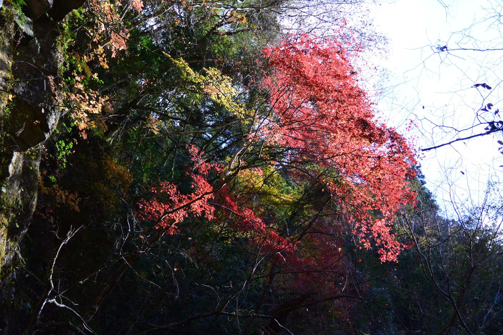 今日一の紅葉です。