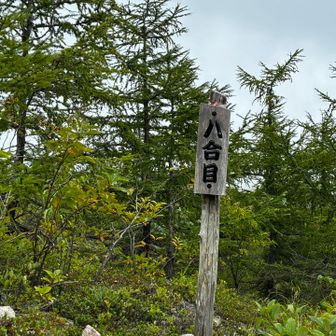 登りに見落とした８合目