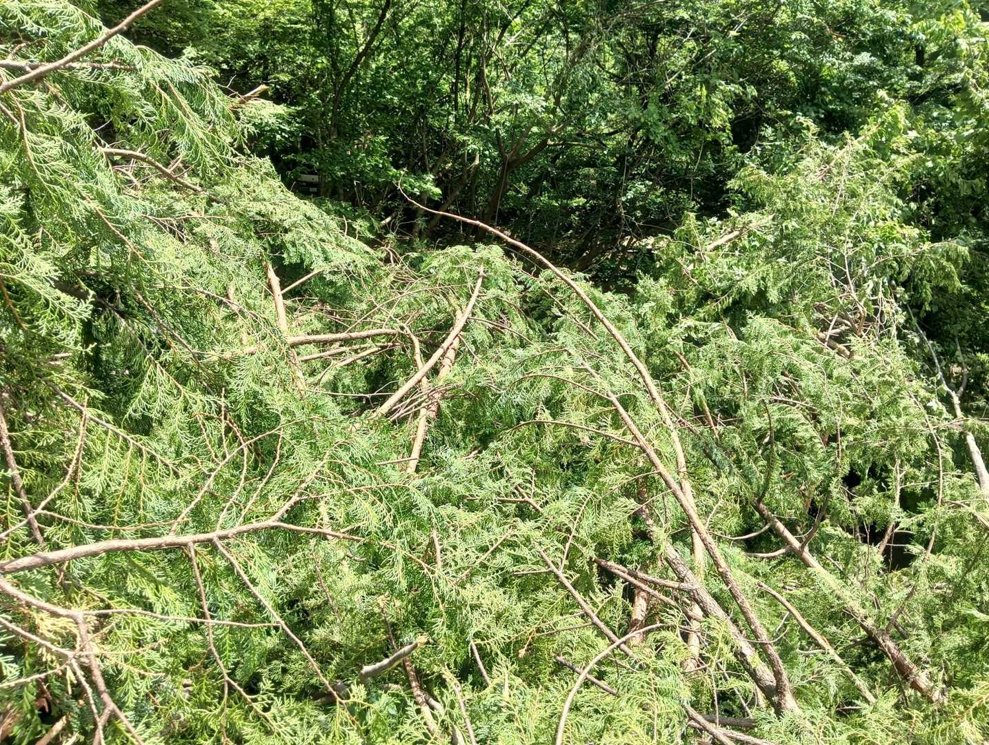 伐採木を強行突破して😣🌲