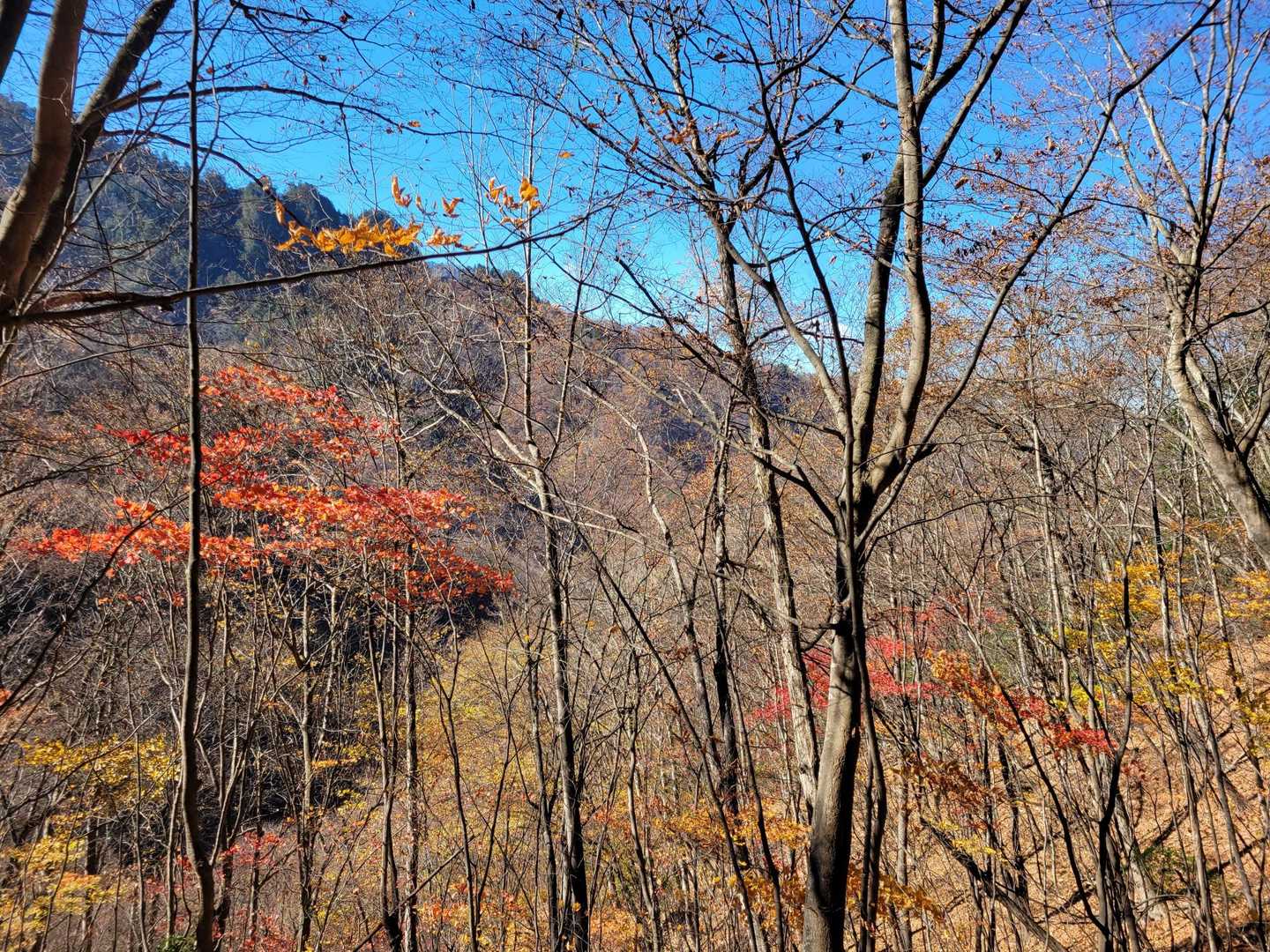 紅葉が少し残ってました🍁
