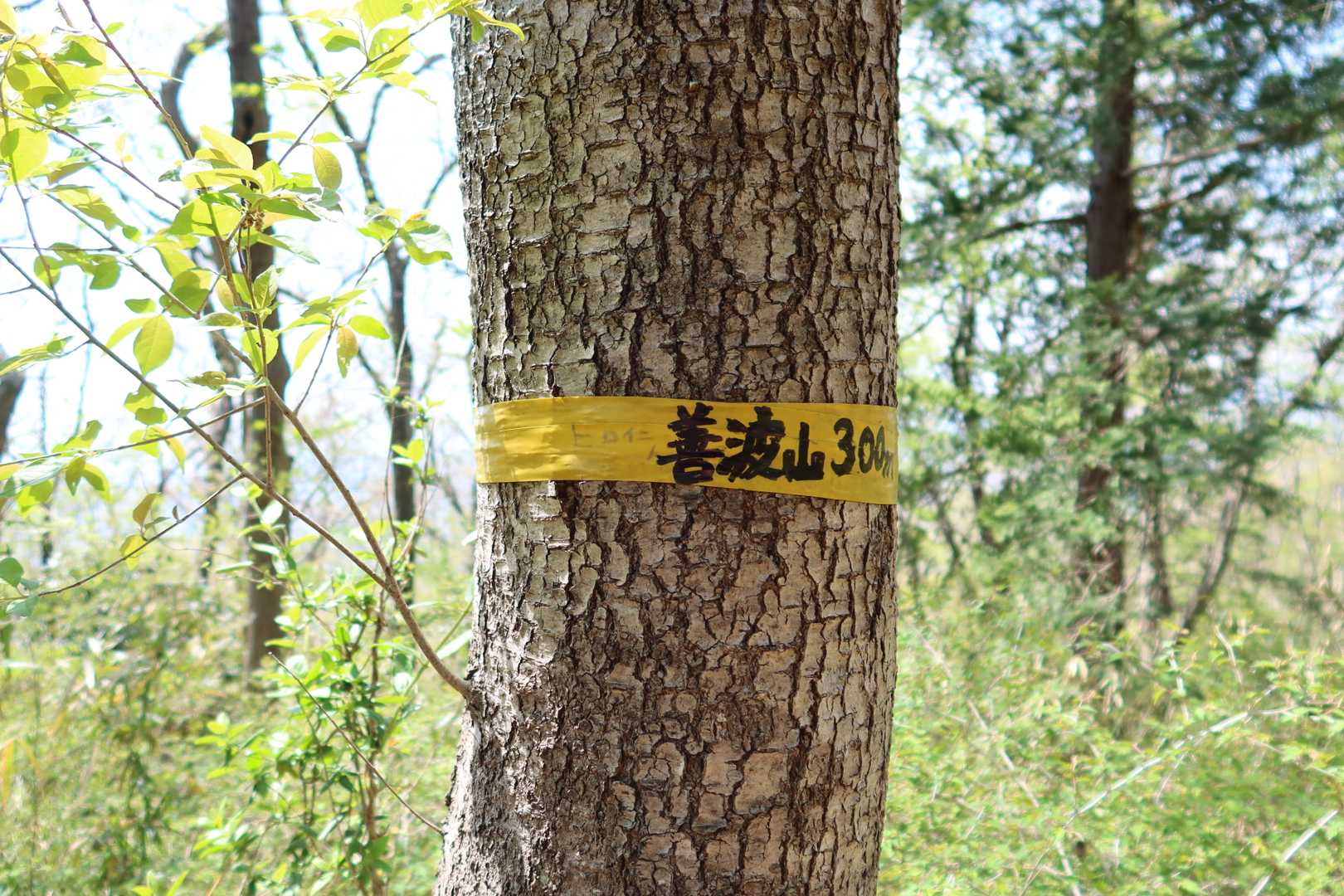 ルートから少し逸れて善波山へ
テープの山頂表示と三角点のみ