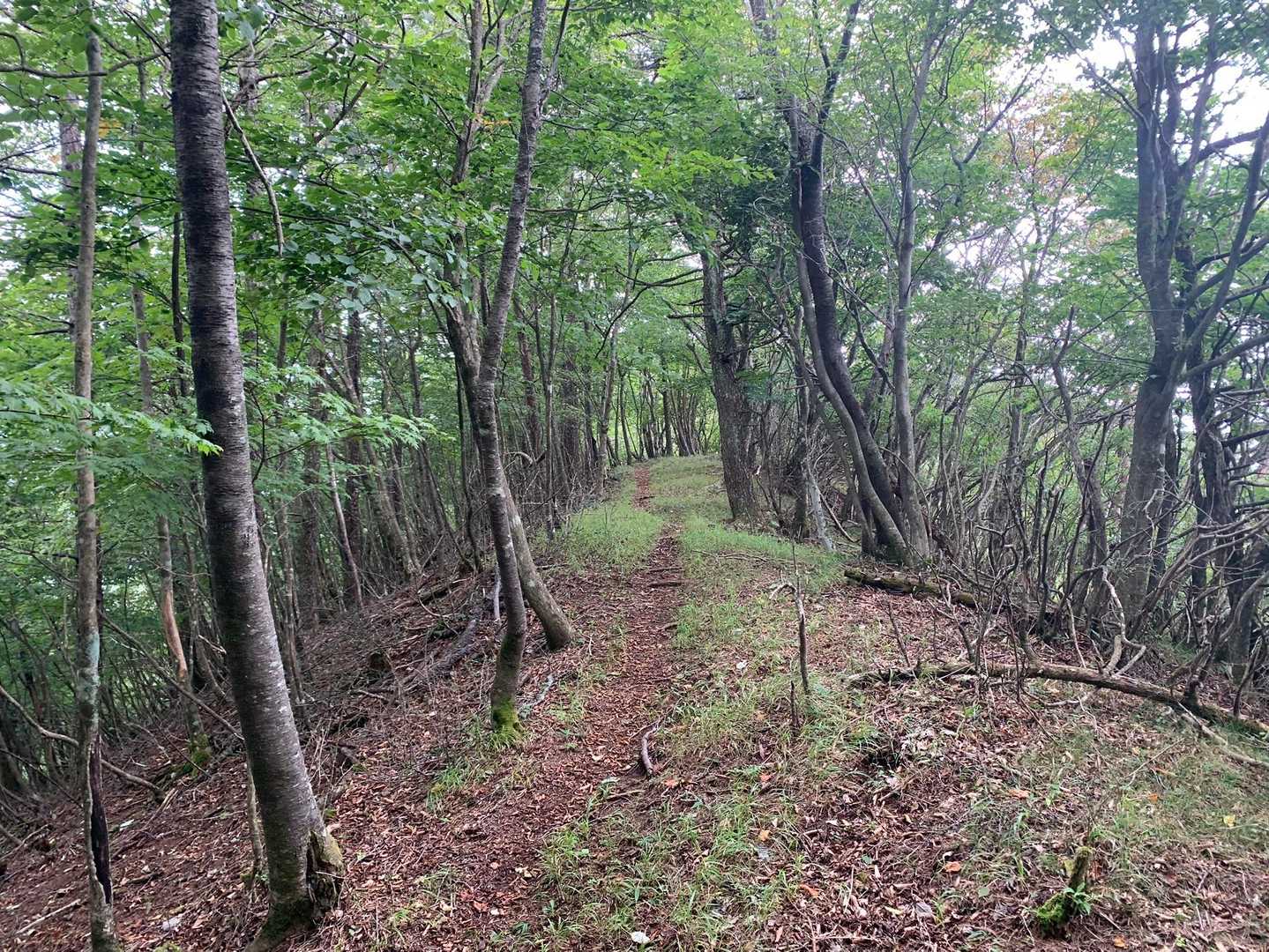 この辺りは気持ちの良い道