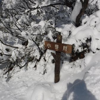 通過点
かわいそうな存在ですね。