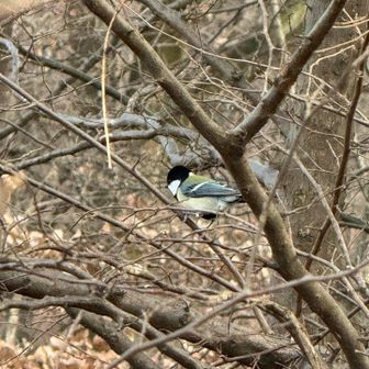 シジュウカラさん♡