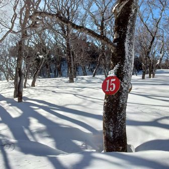 昨年は15番の数字のところが雪面でした、1m以上少ない