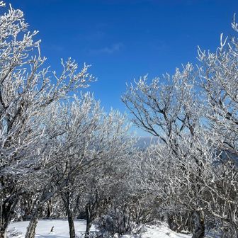 霧氷…かな　まだまだ成長中？でも綺麗ですね