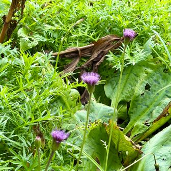 大きな水芭蕉の葉とアザミ
