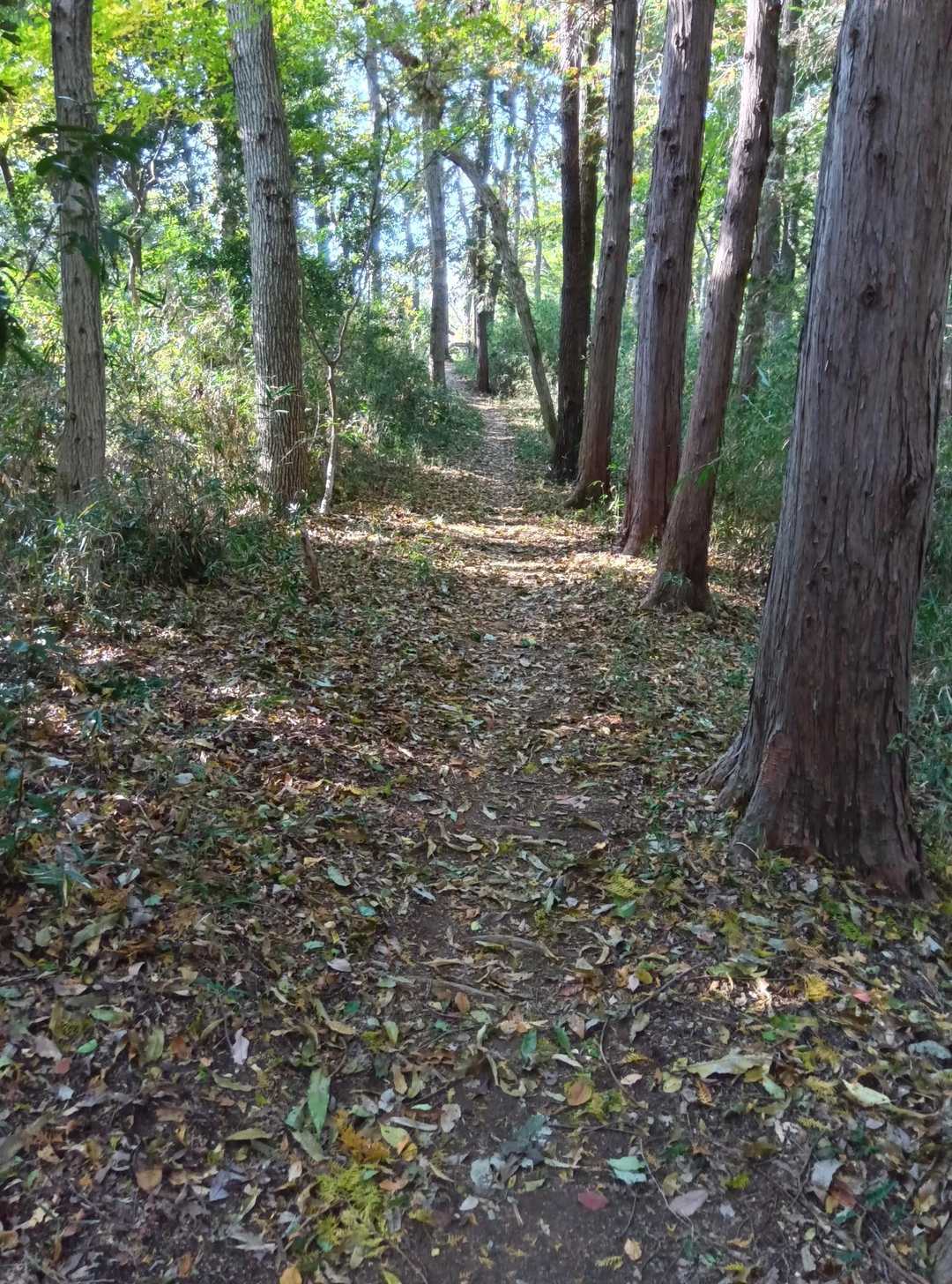 秋らしい山道