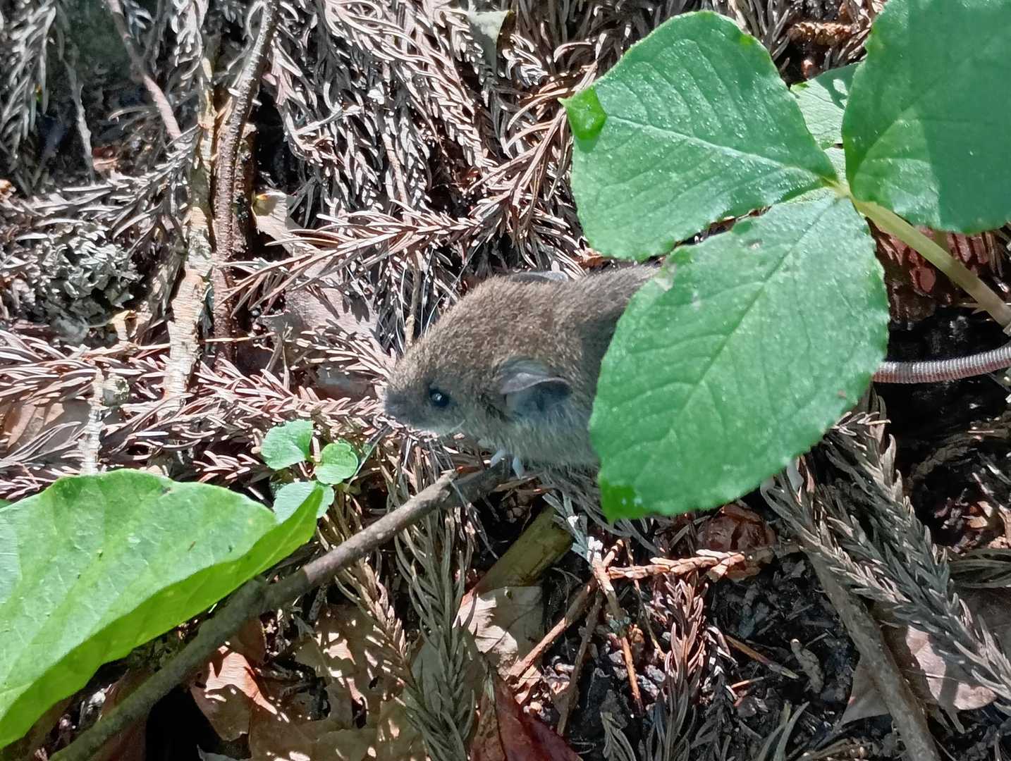 初めて▲でネズミ見た!!