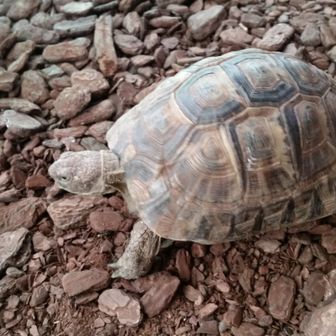 ジロキチ (御下劣倶楽部)