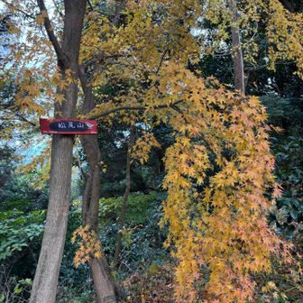 もみじ🍁綺麗🤩