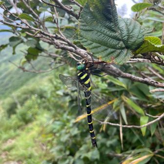 トンボを食べるオニヤンマ