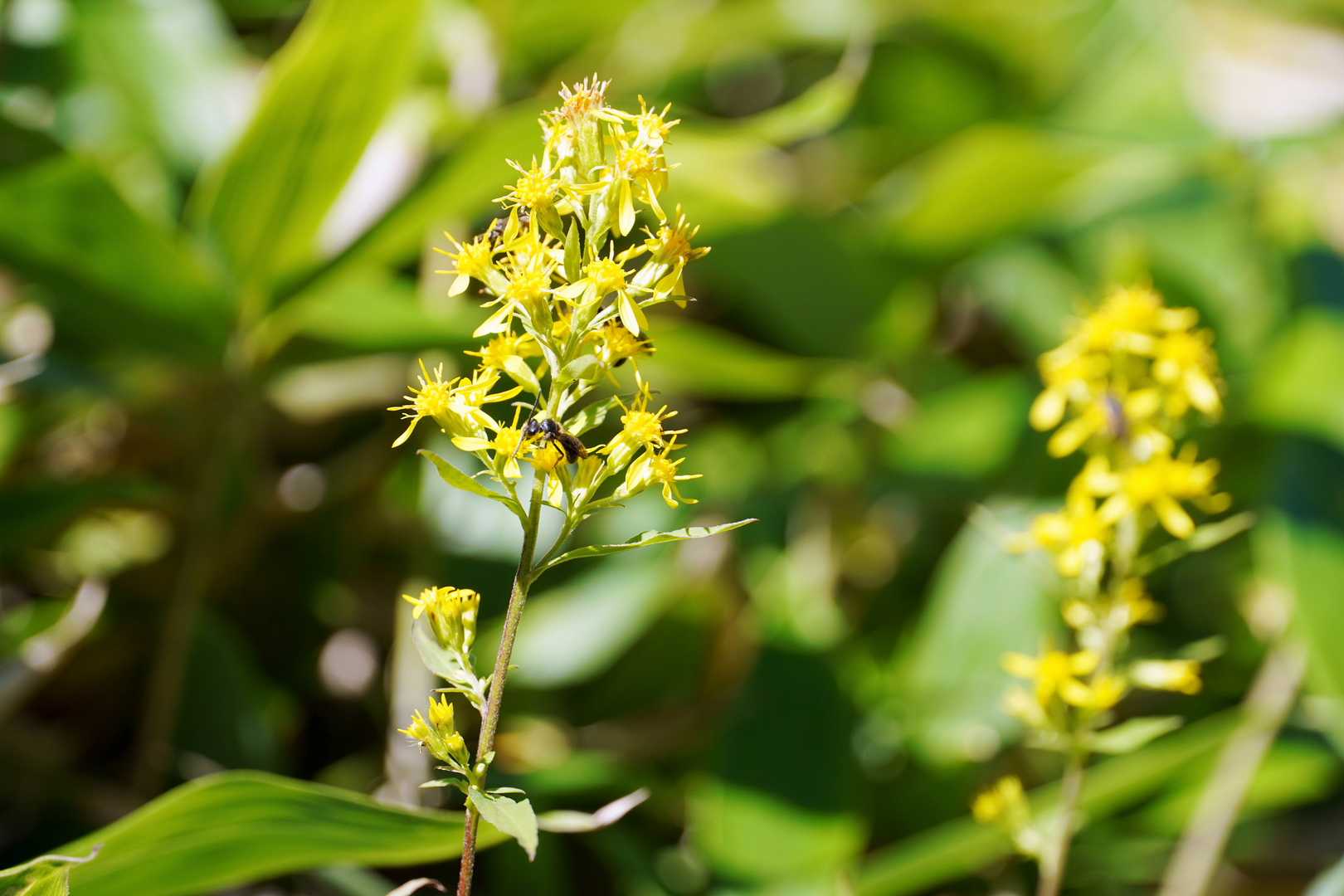  大河原峠へは緩い笹原の中の登り！
花は少なかったけどアキノキリンソウが少し咲いてました‼️