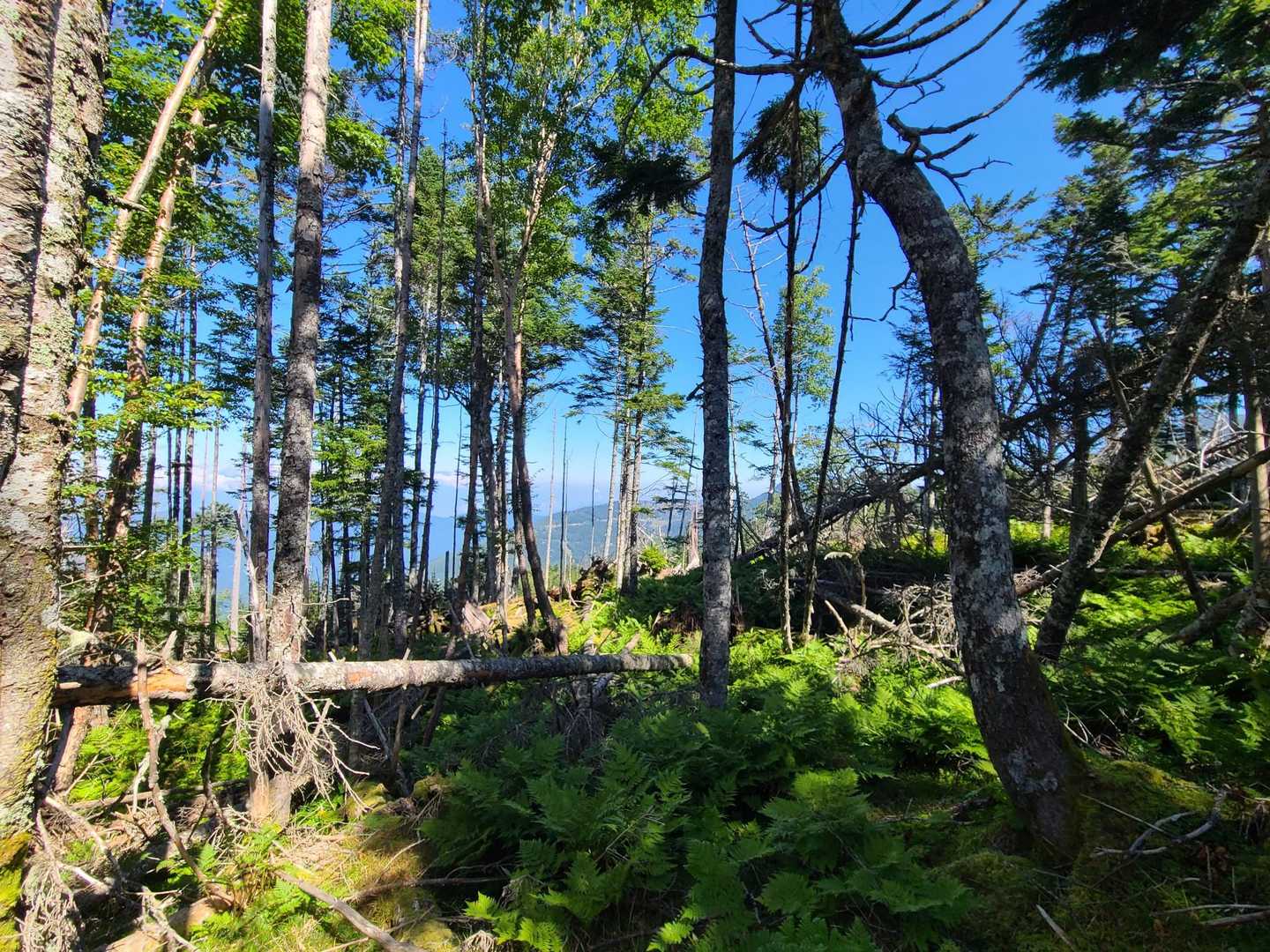 しらびそ峠-前尾高山-尾高山-奥尾高山-岩本山 往復コースの写真