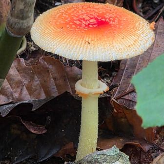 ヒメベニテングタケ
猛毒🍄