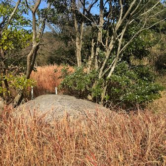 他の方の写真だと、ここに穴があいているみたい？戦争遺構のようですが、今は草がぼうぼうでした（1/20追加）