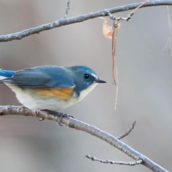 飛ぶ前の姿勢だ！
この後、飛んでいってしまいました😭