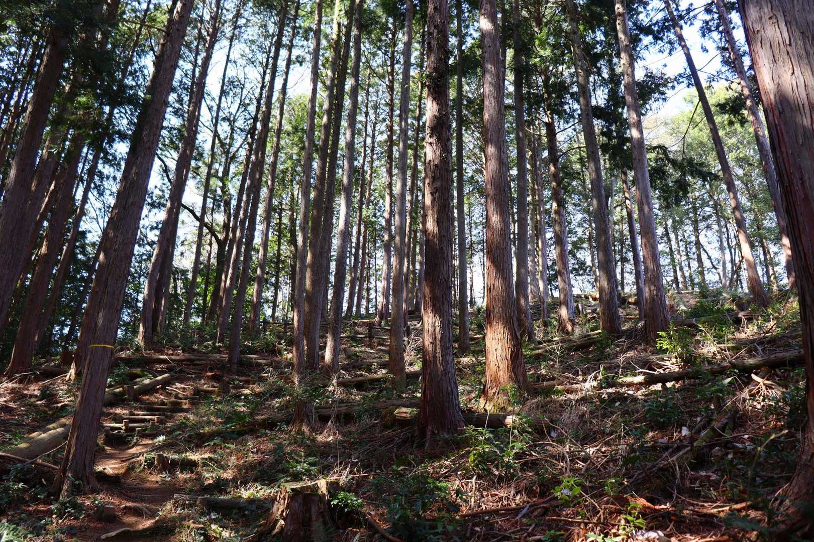 登山らしい雰囲気が出てきました。