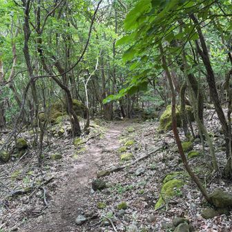 登山道はこんな感じ。