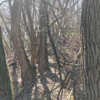 しばらく道なき道を行き