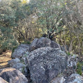 取星寺山山頂（100ｍ）到着です。三角点や標識はありません