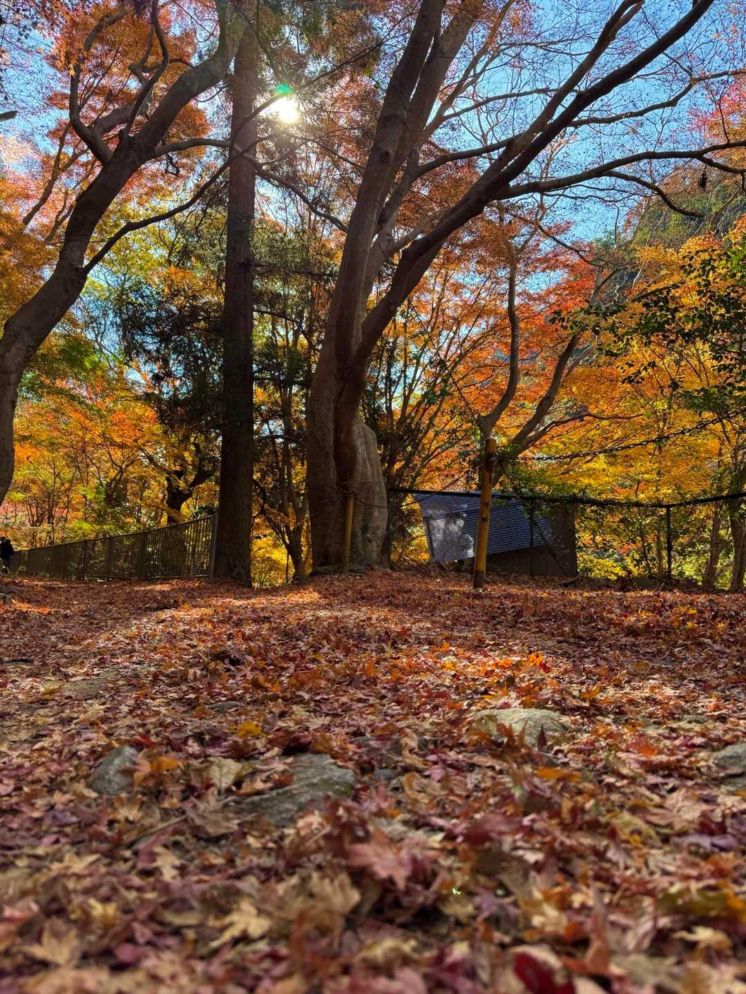 良い年になっても落ち葉を踏みながら歩くのは楽しい