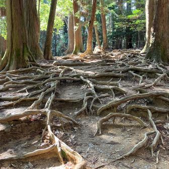 木の根道