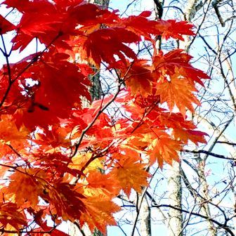 🍁