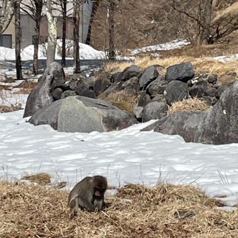 川嶋デストロイ