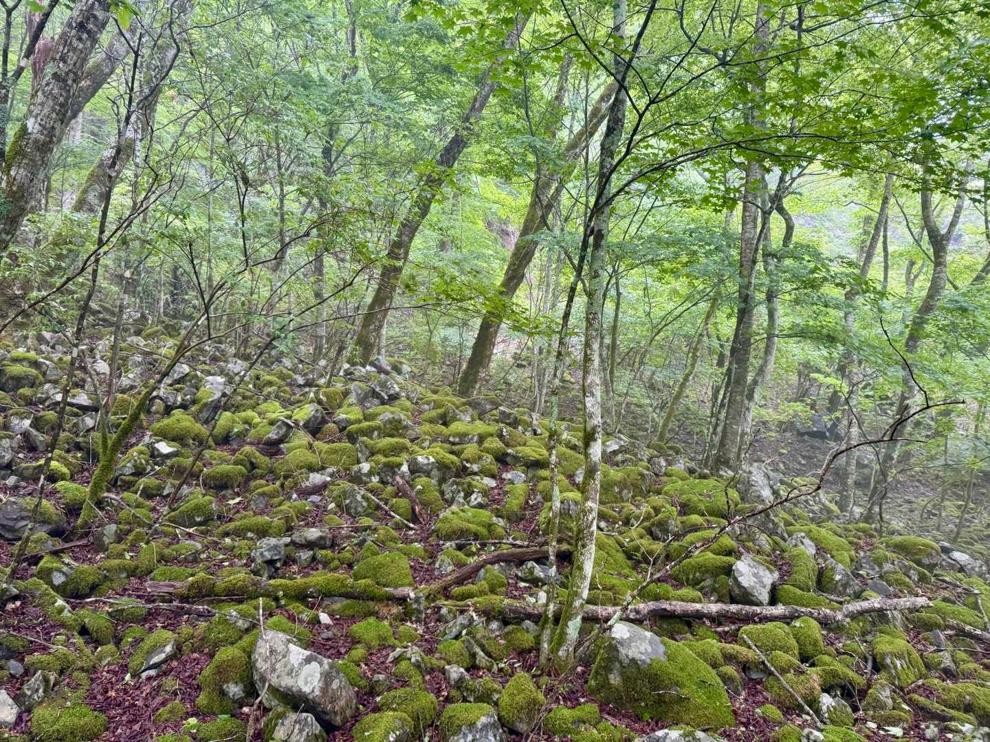 大谷崩登山口-新窪乗越-大谷嶺 往復コースの写真