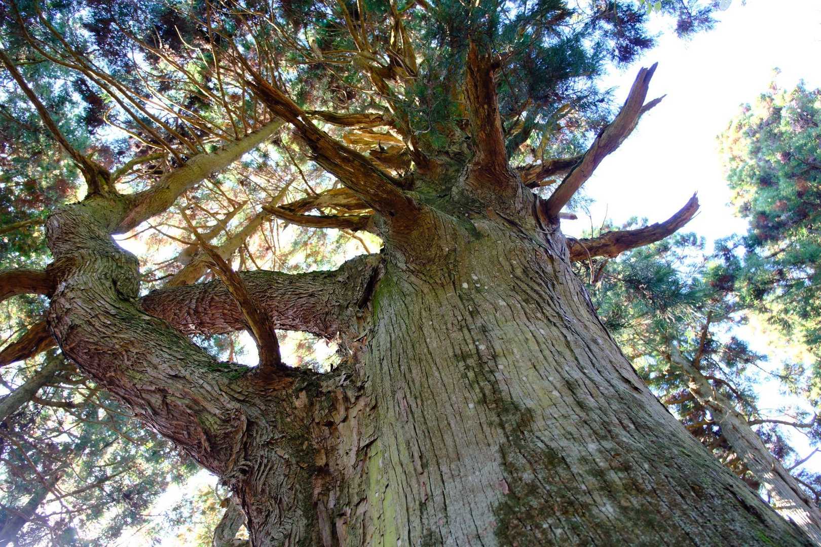 「天狗杉」初めて見ました！