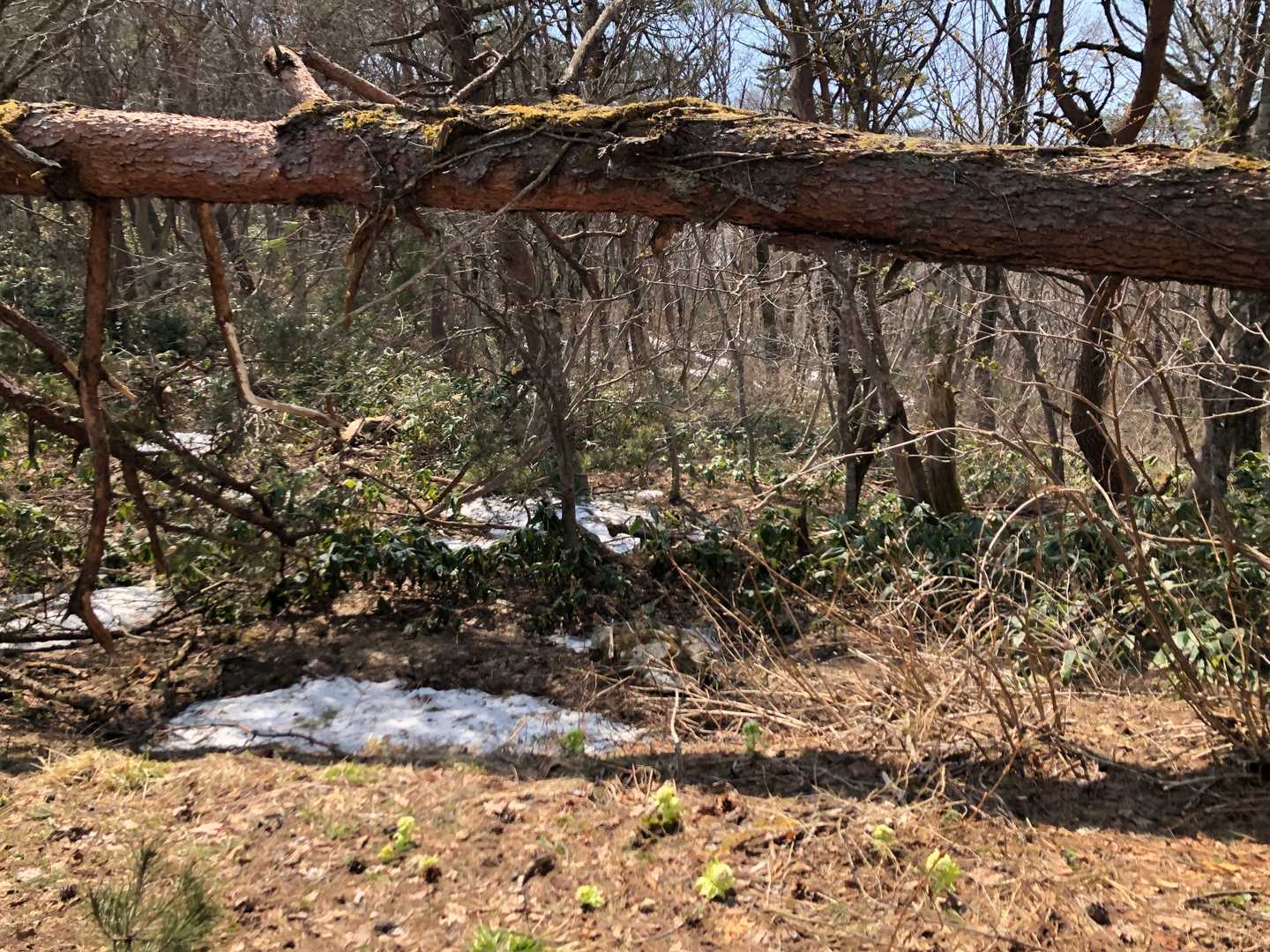 登山口から木が倒れてます（笑）
