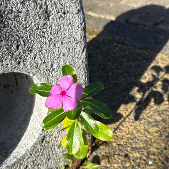 駐車場コンクリート上の石の隙間からピンク🩷の一輪咲きが目を引きます。
日々草（ニチニチソウ）