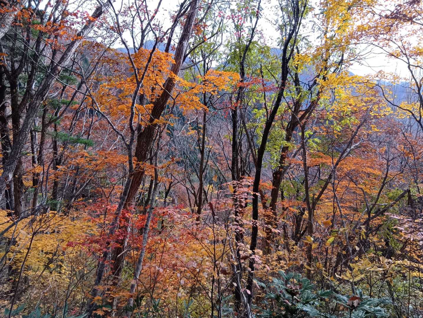 北面白山登山入口-三沢山-面白山 往復コースの写真