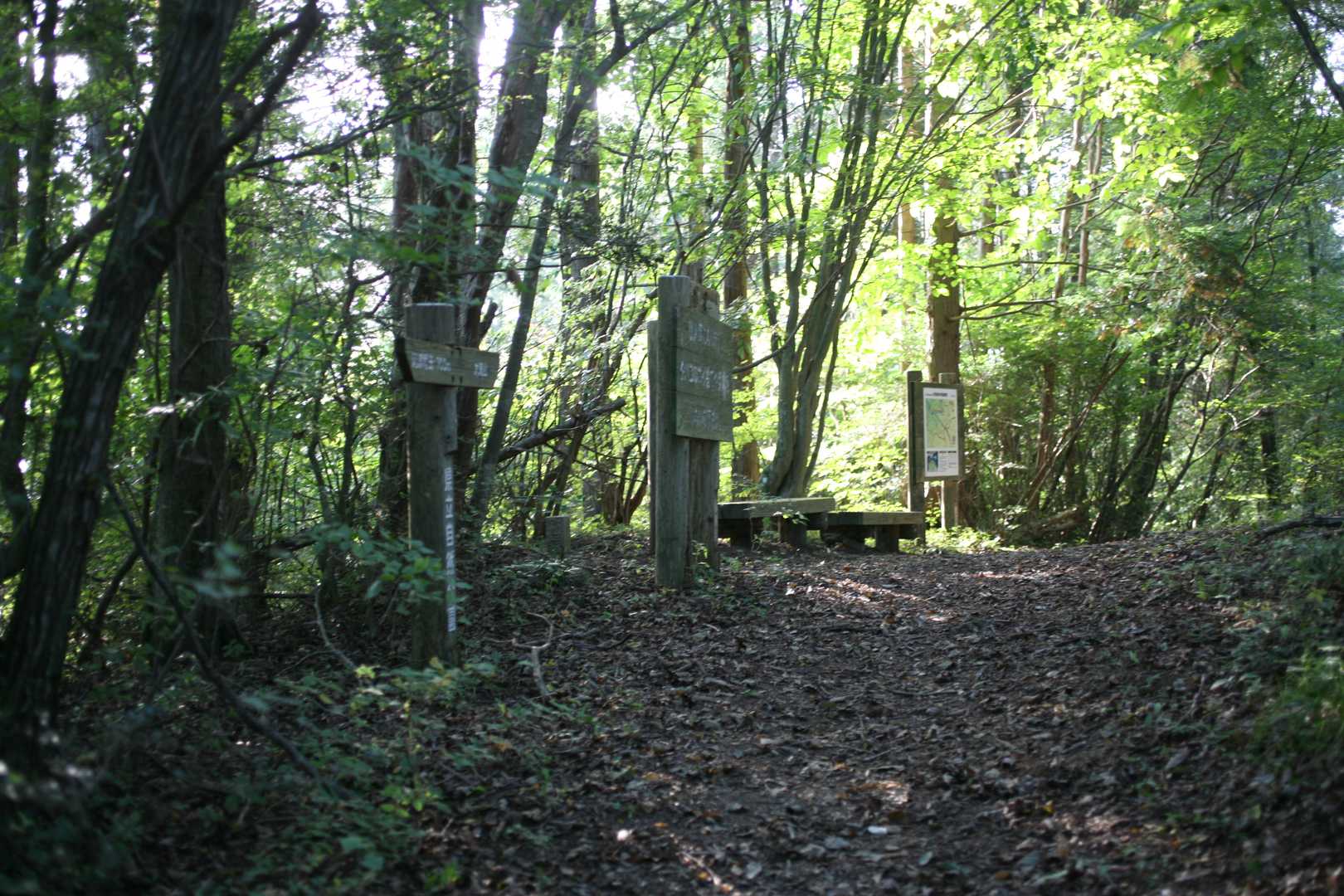 竜王山-竜王山 往復コースの写真
